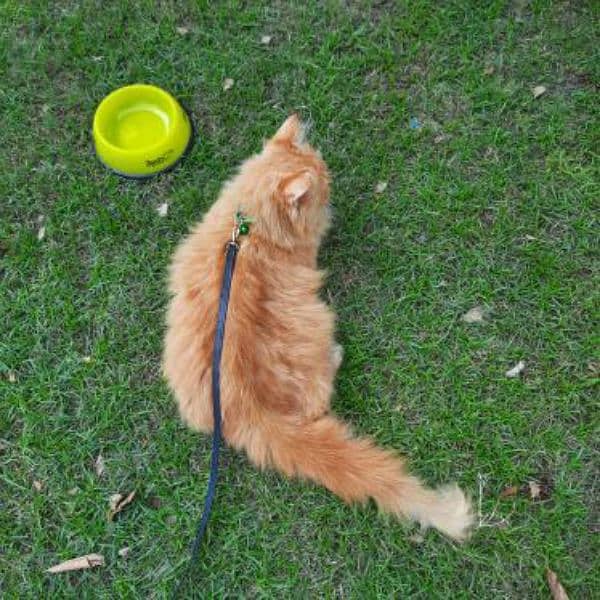 persian cat full traiend long coat 3