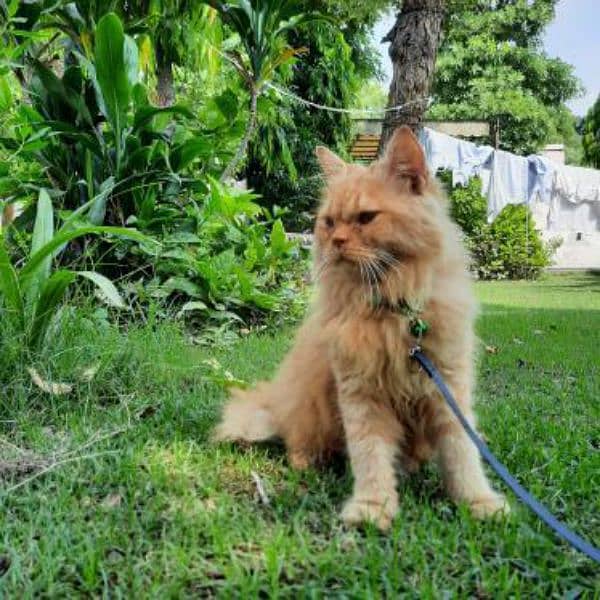 persian cat full traiend long coat 4