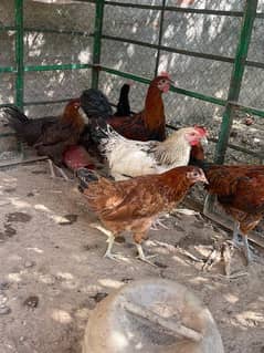 golden misri  hens available for sale