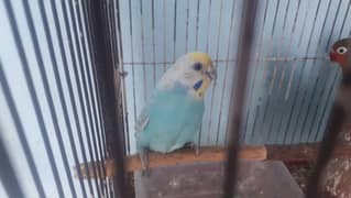 1 breedar pair 2 buddies male and 1 love bird male