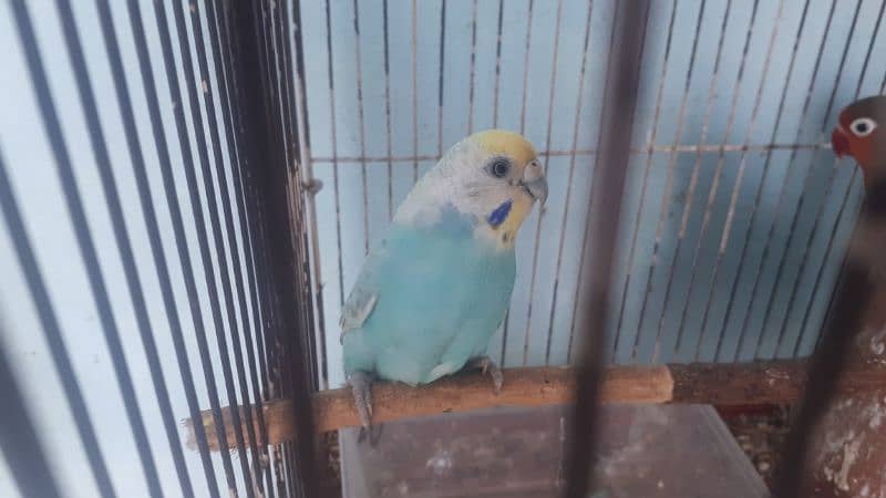 1 breedar pair 2 buddies male and 1 love bird male 0