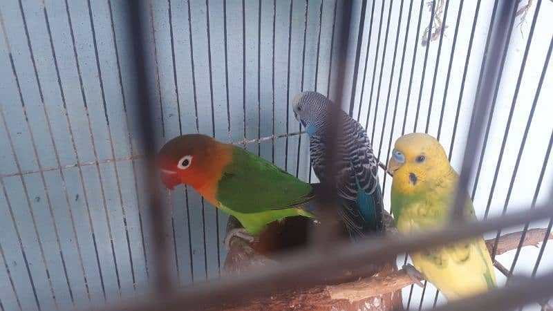 1 breedar pair 2 buddies male and 1 love bird male 1