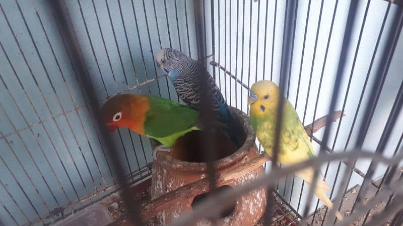 1 breedar pair 2 buddies male and 1 love bird male 3