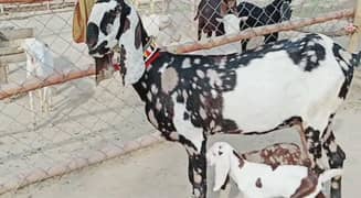 Desi Bakri Our 2 Bacchon Ka Sath Urgent For Sale Call ^03496944797