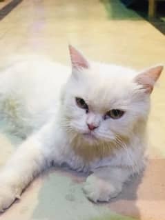 Top quality Persian cat  Looking for new Home