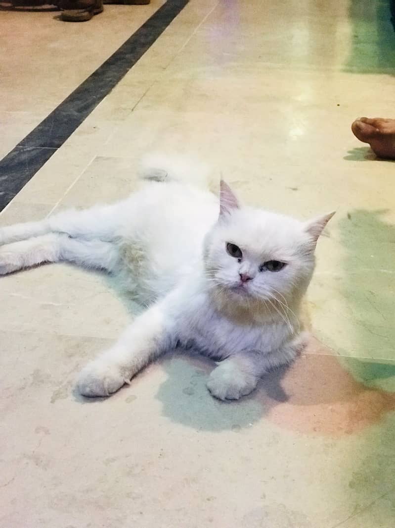 Top quality Persian cat  Looking for new Home 1