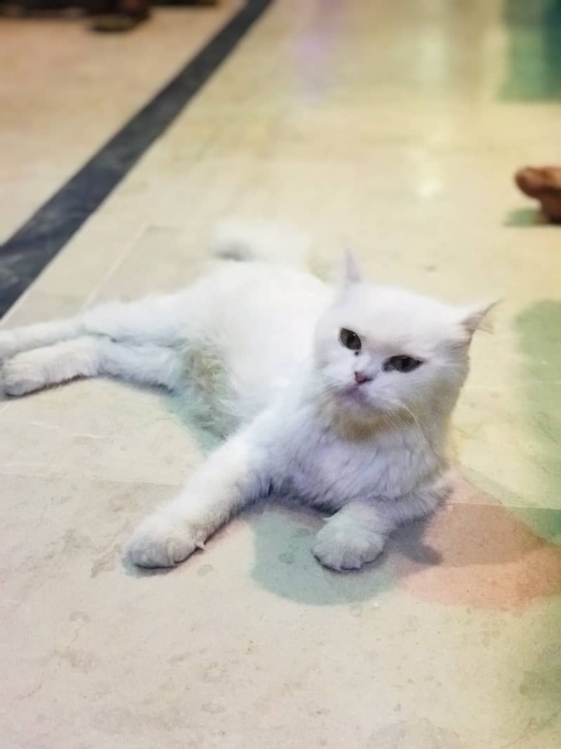 Top quality Persian cat  Looking for new Home 2