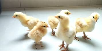 Chicks & Eggs Golden Misri Mottled Bantams Golden Buff Golden Sibright