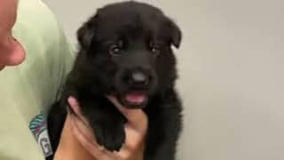 Black German shepherd puppies available for sale