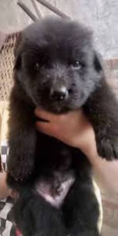 Pedigree long coated black German shepherd puppies for sale