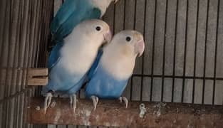 Birds for sale 1350 par piece 0321.7242445 0