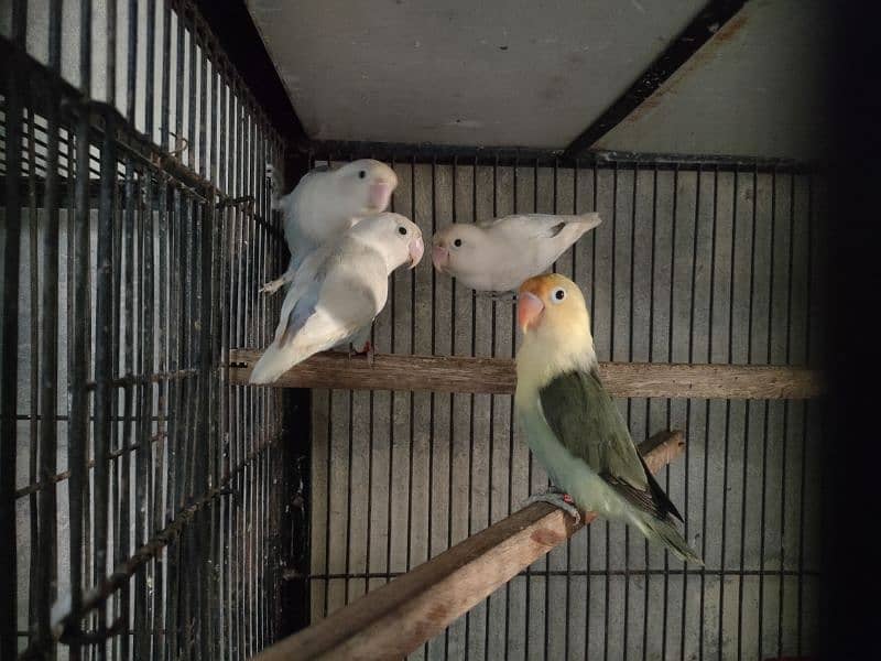 Birds for sale 1350 par piece 0321.7242445 2