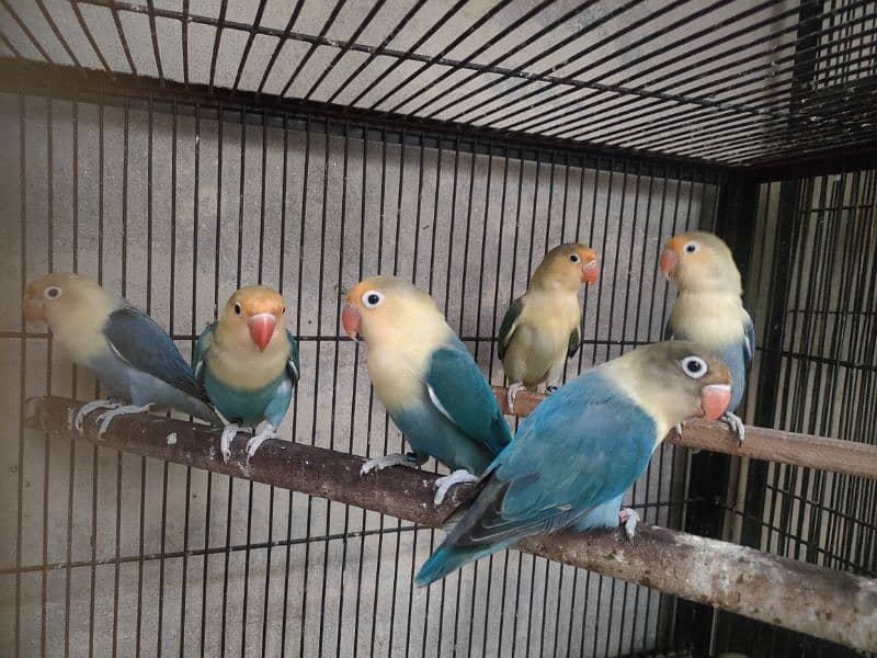 Birds for sale 1350 par piece 0321.7242445 3