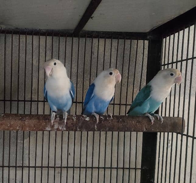 Birds for sale 1350 par piece 0321.7242445 4