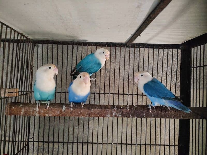 Birds for sale 1350 par piece 0321.7242445 5