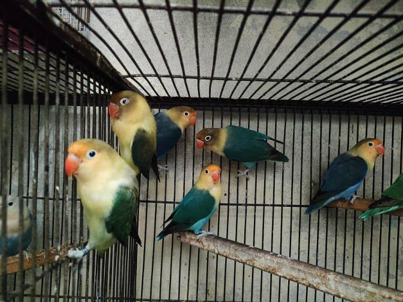 Birds for sale 1350 par piece 0321.7242445 15