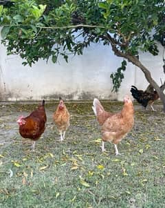 Golden misri pathiya 2 egg laying hens