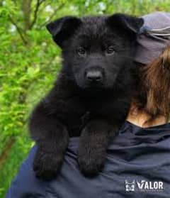 Pedigree long coated black German shepherd puppies for sale