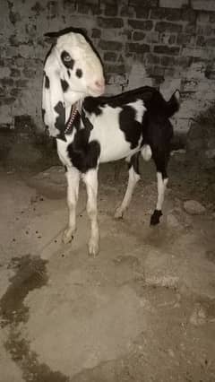 Bakra