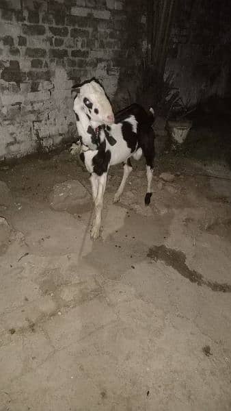 Bakra for sale 1