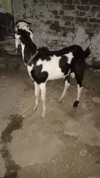 Bakra for sale 2