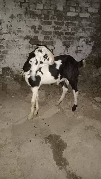 Bakra for sale 3