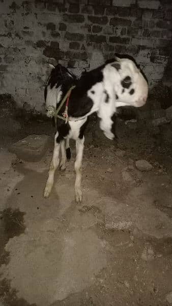 Bakra for sale 4