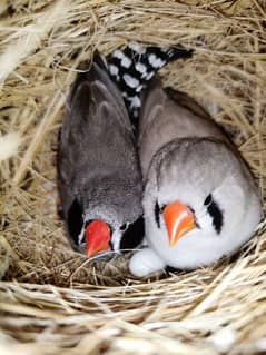 Finches breeder pair 0