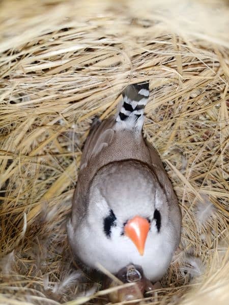 Finches breeder pair 1