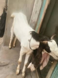 Bakri  for sale