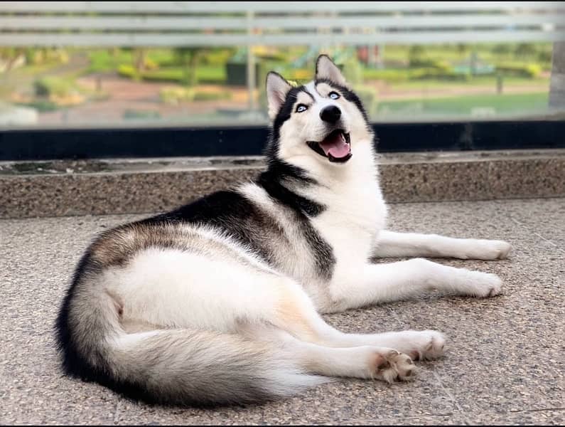 Siberian husky 0