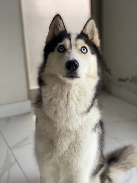 Siberian husky 2