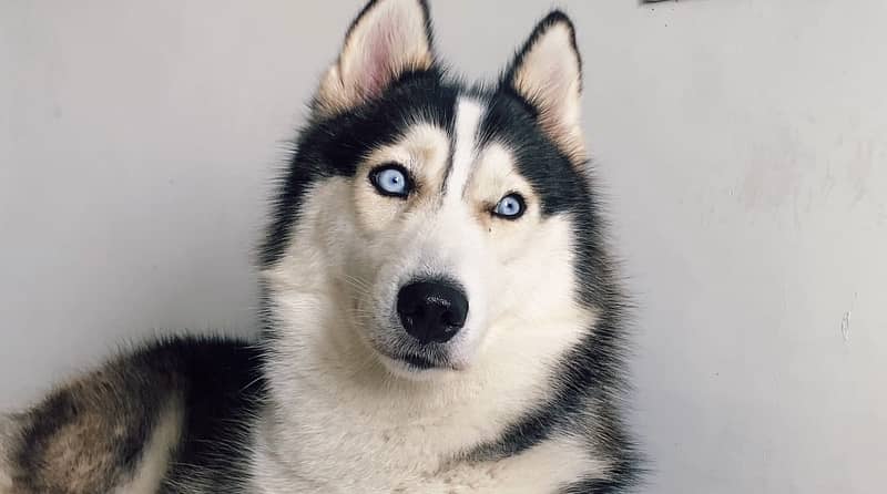 Siberian husky 4