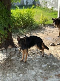 Female German shepherd