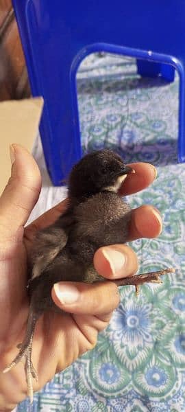 Australorp checks 3