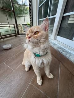 Persian triple coat ( recently shaved ) 0