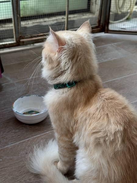 Persian triple coat ( recently shaved ) 1