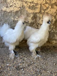 silkie pair