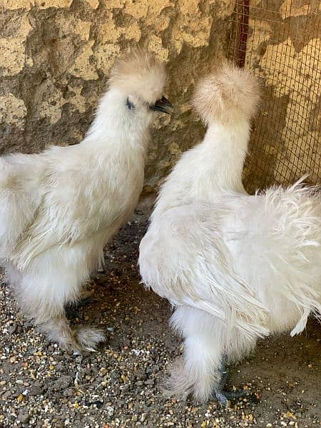 silkie pair 1