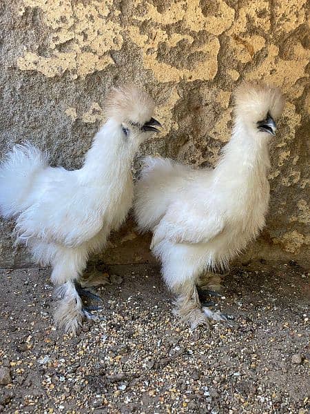 silkie pair 2