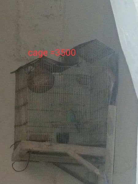 cocktails and cage 1