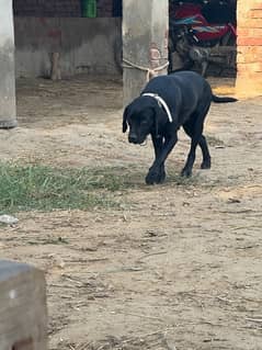 labradog female on heat black colour