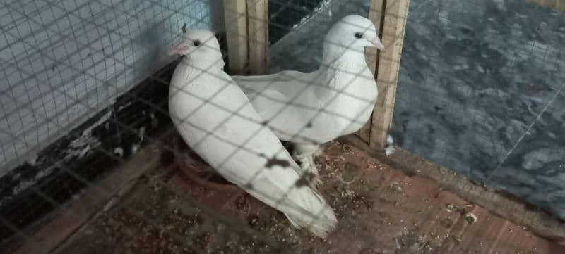 White Sherazi Pieogn for Sale 0