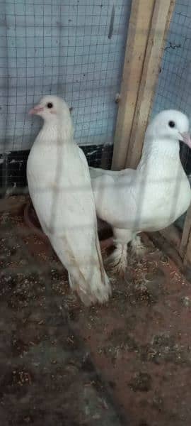 White Sherazi Pieogn for Sale 1