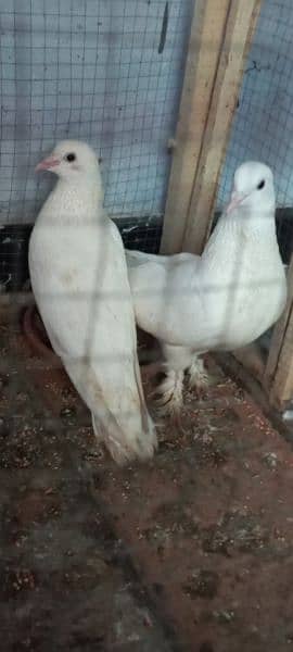 White Sherazi Pieogn for Sale 2