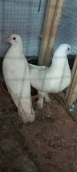 White Sherazi Pieogn for Sale 5