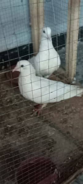 White Sherazi Pieogn for Sale 6