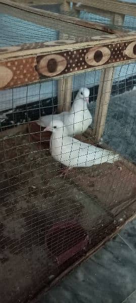 White Sherazi Pieogn for Sale 7