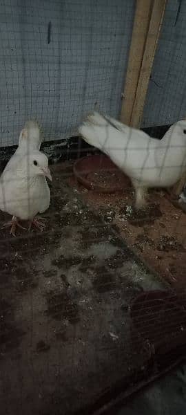 White Sherazi Pieogn for Sale 8