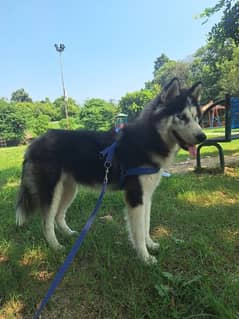 Siberian Husky female